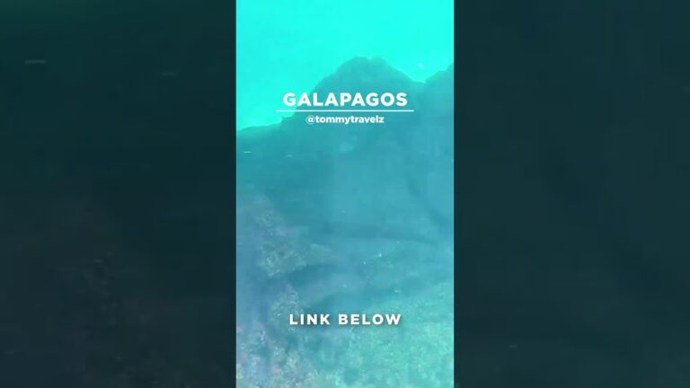 #TommyTravelz #travelnow #traveltips #galapagos #sancristobal #santacruz #islabaltra #isabelaisland