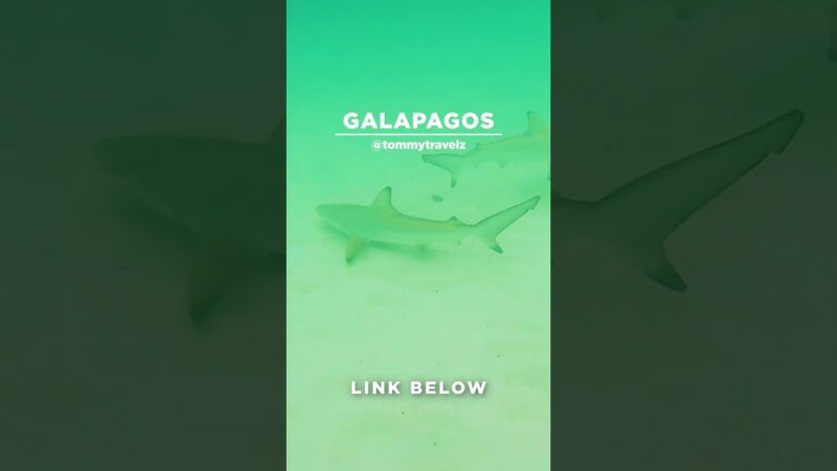 #TommyTravelz #travelnow #traveltips #galapagos #sancristobal #santacruz #islabaltra #isabelaisland