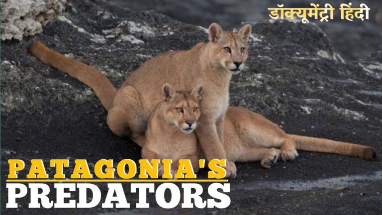 PATAGONIA’S PREDATORS EPIC ANIMALS | Wildlife Documentary in Hindi | Animal planet hindi